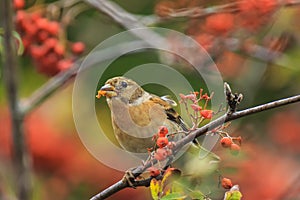 Brambling bird, Fringilla montifringilla, in winter plumage feed