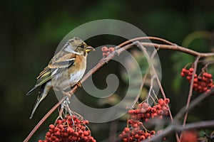 Brambling bird, Fringilla montifringilla, in winter plumage feed