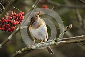 Brambling bird, Fringilla montifringilla, in winter plumage feed