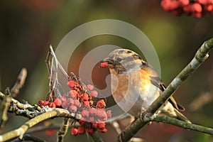 Brambling bird, Fringilla montifringilla, in winter plumage feed