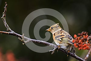 Brambling bird, Fringilla montifringilla, in winter plumage feed