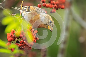 Brambling bird, Fringilla montifringilla, in winter plumage feed