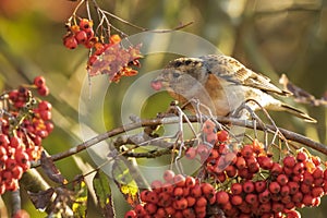 Brambling bird, Fringilla montifringilla, in winter plumage feed