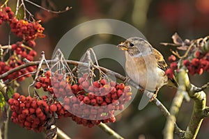 Brambling bird, Fringilla montifringilla, in winter plumage feed