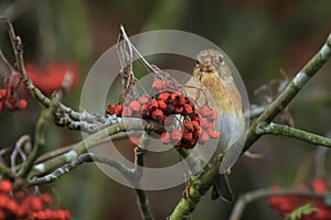 Brambling bird, Fringilla montifringilla, in winter plumage feed