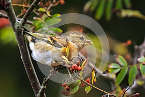 Brambling bird, Fringilla montifringilla, in winter plumage feeding berries