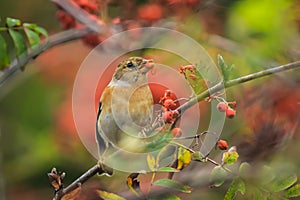 Brambling bird, Fringilla montifringilla, in winter plumage feeding berries