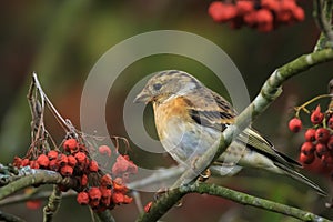 Brambling bird, Fringilla montifringilla, in winter plumage feeding berries