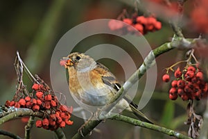 Brambling bird, Fringilla montifringilla, in winter plumage feeding berries