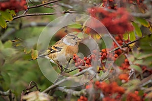 Brambling bird, Fringilla montifringilla, in winter plumage feeding berries