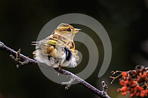 Brambling bird, Fringilla montifringilla, in winter plumage feeding berries