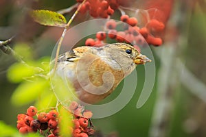 Brambling bird, Fringilla montifringilla, in winter plumage feeding berries