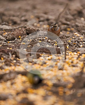 Brambling bird on the ground