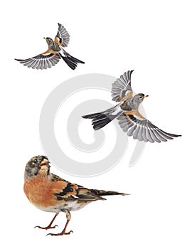 Brambling bird isolated on white