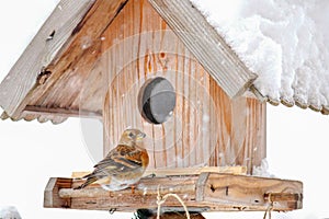 The Brambling bird perching on a wooden bird feeder house