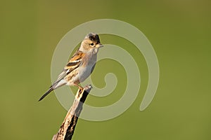 Brambling