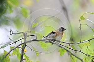 A brambling on a branch of tree