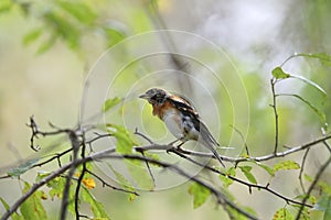 A brambling on a branch of tree