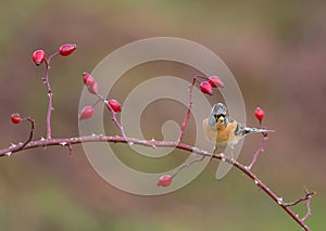 Brambling on a Dog Rose