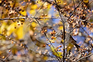 Brambling eating berries of toringo crabapple tree photo