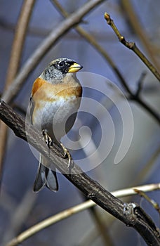 Brambling face to face