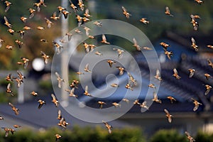 Brambling flocks