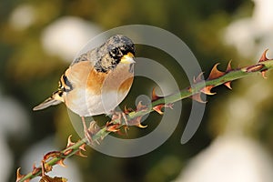 Brambling - Fringilla montifringilla