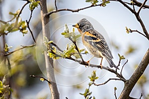 Brambling Fringilla montifringilla