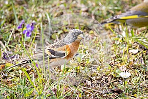 Brambling Fringilla montifringilla