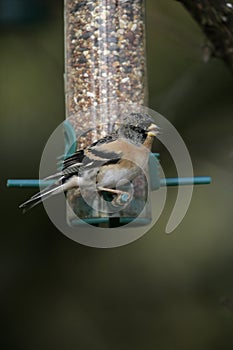 Brambling, Fringilla montifringilla