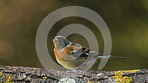 Brambling, fringilla montifringilla, Adult eating Seeds on Branch, Normandy