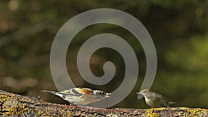 Brambling, fringilla montifringilla, Adult with Food in its Beak attacking Female Blackcap, sylvia atricapilla, Normandy,