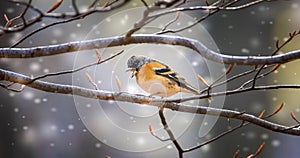 The Brambling Fringilla montifringilla, the best photo