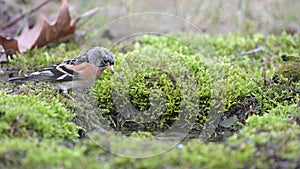 Brambling Fringilla montifringilla The bird drinks the water and flies away