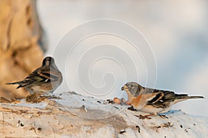 Brambling, Fringilla montifringilla. A bird sits in the snow