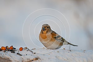 Brambling, Fringilla montifringilla. A bird sits in the snow