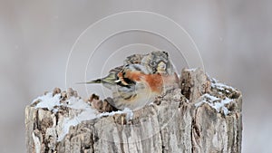 Brambling, Fringilla montifringilla. A bird sits in the snow