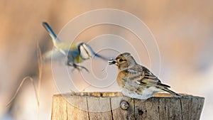 Brambling, Fringilla montifringilla. The bird sits on a stump with a seed in its beak