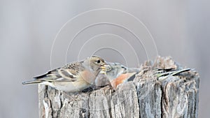 Brambling Fringilla montifringilla birds on a feeder in the forest