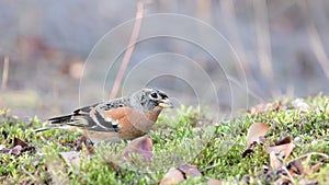 Brambling, Fringilla montifringilla, birds are looking for seeds in the grass