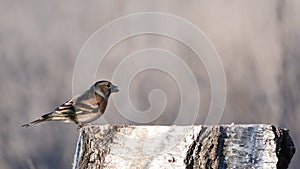 Brambling Fringilla montifringilla eats seeds