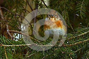 The brambling, Fringilla montifringilla female