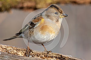 Brambling (Fringilla montifringilla) female perched on a branch in the forest in winters