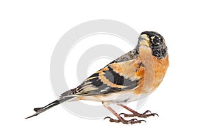 Brambling, Fringilla montifringilla, isolated on White Background. Male