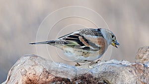 Brambling Fringilla montifringilla on log. Close up