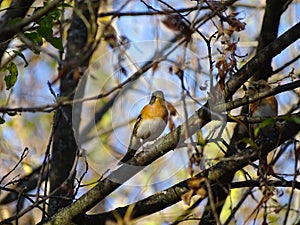 Brambling, Fringilla montifringilla, love couple perched on a tree branch in warm autumn day