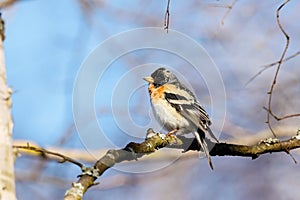 Brambling fringilla montifringilla male on branch