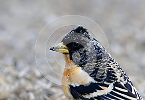 Brambling (Fringilla montifringilla) male closeup