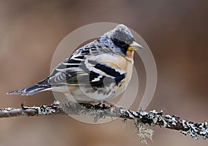 Brambling (Fringilla montifringilla) male perched on a branch