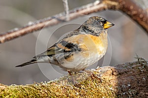 Brambling (Fringilla montifringilla) male perched on a branch in the forest in winters